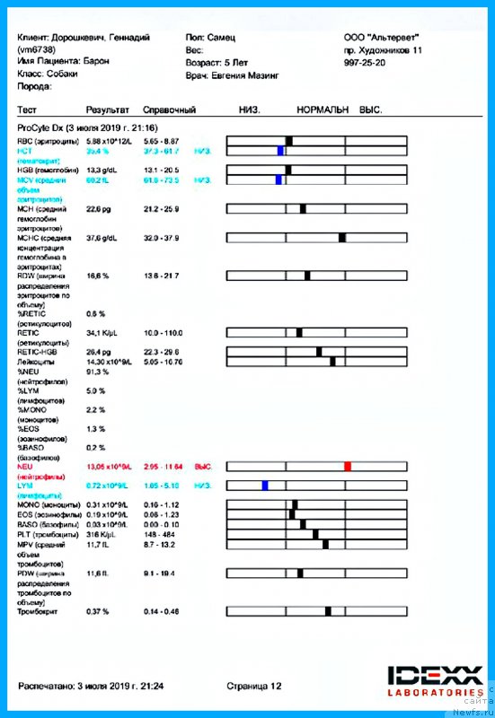 Фото: ньюфаундленд Плюшевая Панда Яр (Plushevaya Panda Yar)