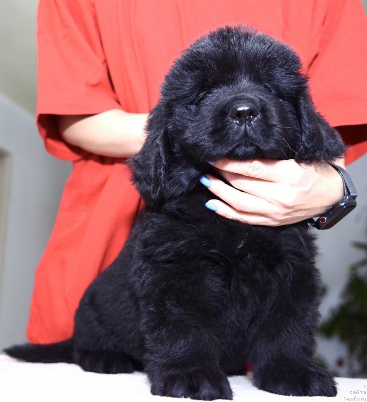 Фотография № 243763