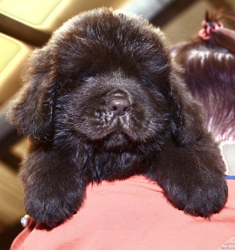 Фотография № 243766