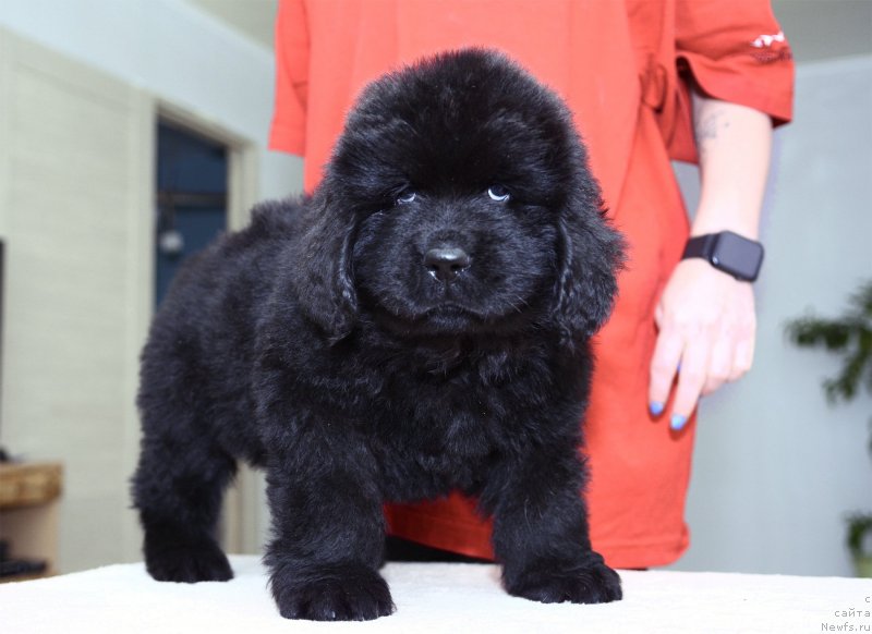 Фотография № 243767