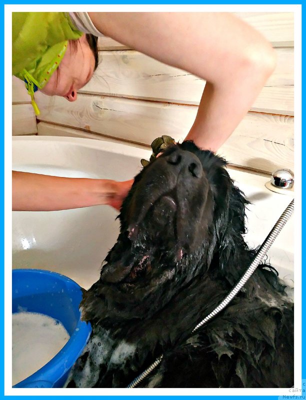 Фото: ньюфаундленд Плюшевая Панда Яр (Plushevaya Panda Yar)