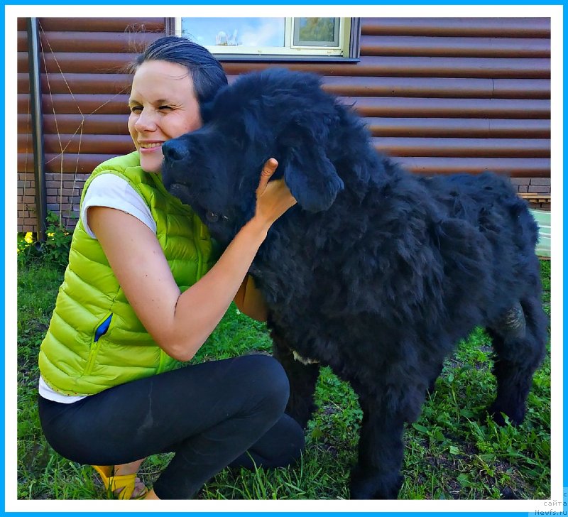Фото: ньюфаундленд Плюшевая Панда Яр (Plushevaya Panda Yar)