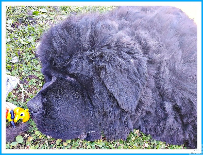 Фотография № 243802