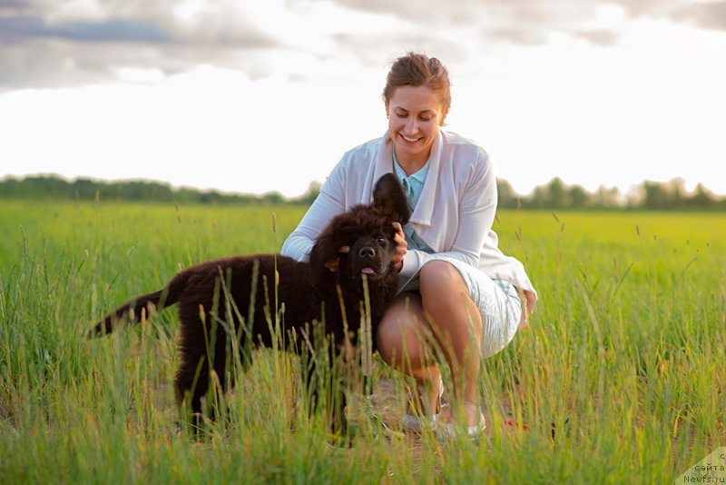 Фото: ньюфаундленд Амулет Династии Айвенго