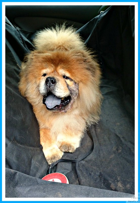 Фото: Симба