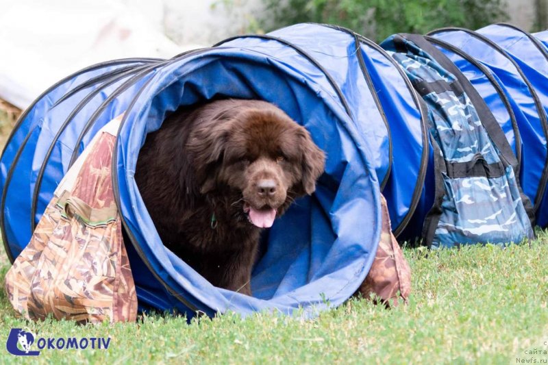 Фото: ньюфаундленд Альфа Дар Окса Верка Сердючка