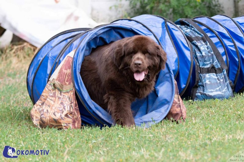 Фото: ньюфаундленд Альфа Дар Окса Верка Сердючка
