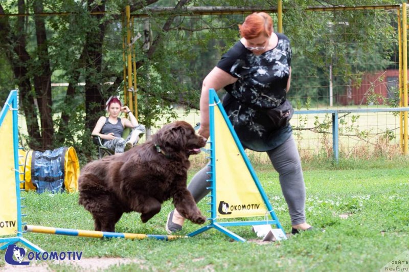Фото: ньюфаундленд Альфа Дар Окса Верка Сердючка