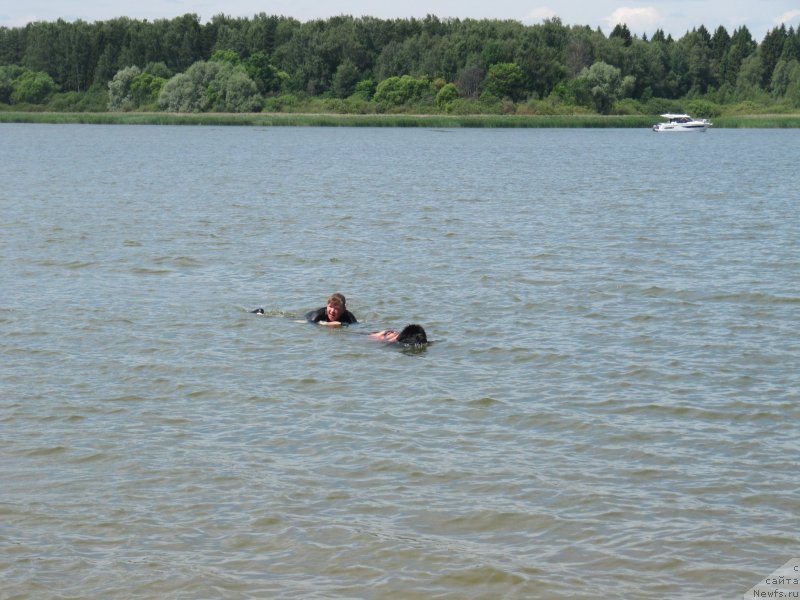 Фото: ньюфаундленд Риччи с Берега Дона (Richchi s Berega Dona), Анна Петрушкина