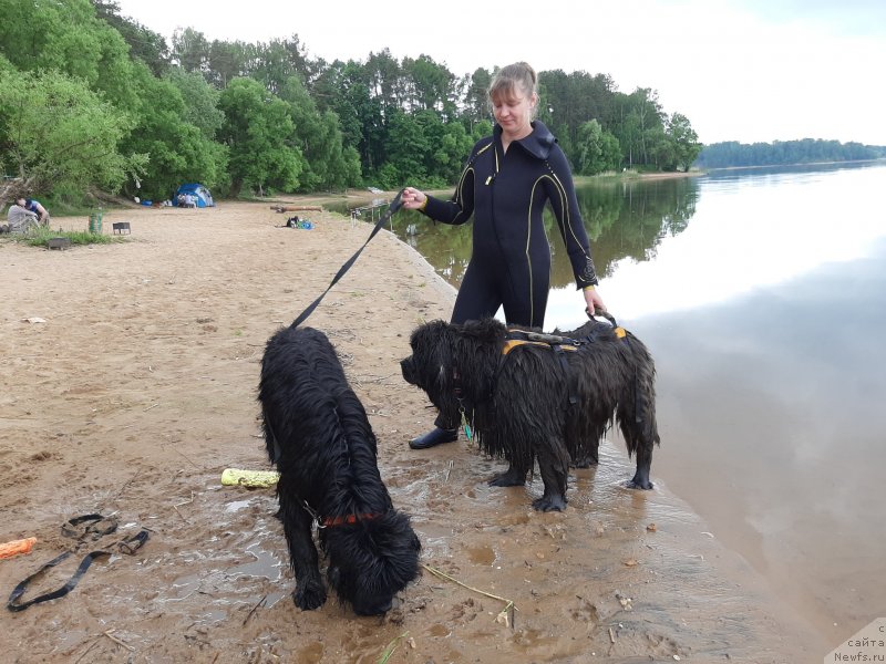 Фото: ньюфаундленд Риччи с Берега Дона (Richchi s Berega Dona), ньюфаундленд Мелти Вейв Марин Тифея (Melty Wave Marine Tifeya), Анна Петрушкина