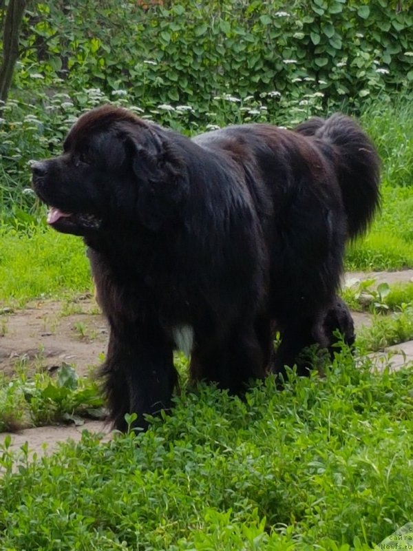 Фото: ньюфаундленд Гималай от Карельских Медведей (Himalayas ot Karelskikh Medvedey)
