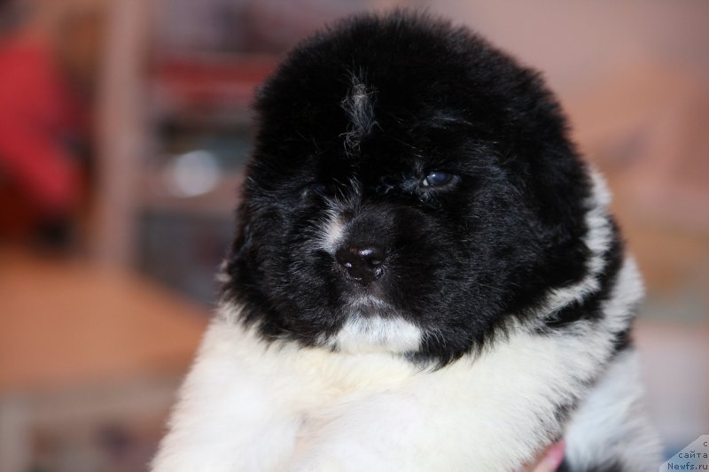 Фото: ньюфаундленд Super premium Big best