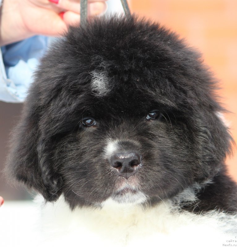 Фото: ньюфаундленд Super premium Big best