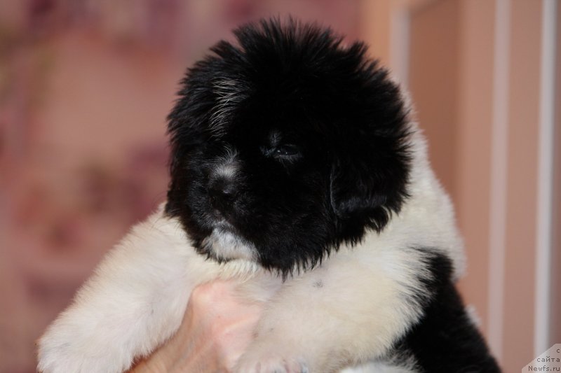 Фото: ньюфаундленд Super premium Bluebelle