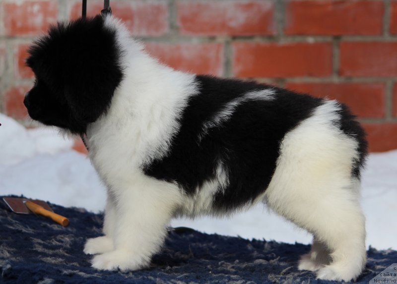 Фото: ньюфаундленд Super premium Bluebelle