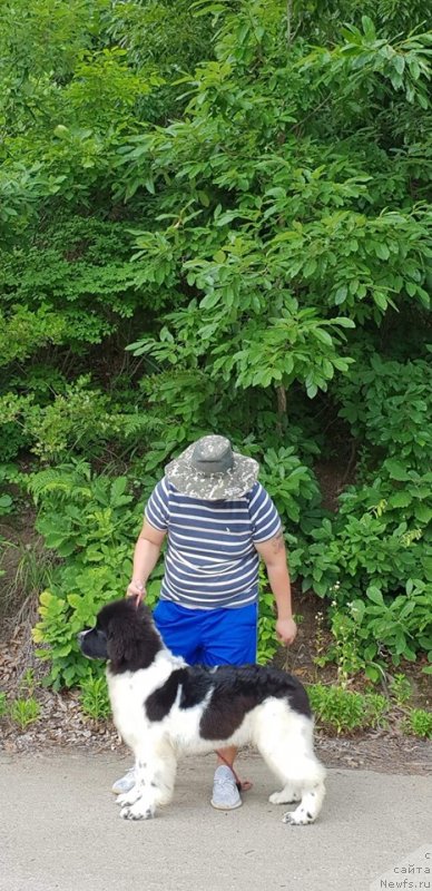 Фото: ньюфаундленд Super premium Best in show