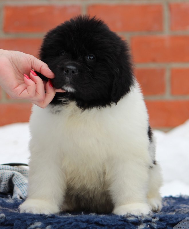 Фото: ньюфаундленд Super premium Babilonia