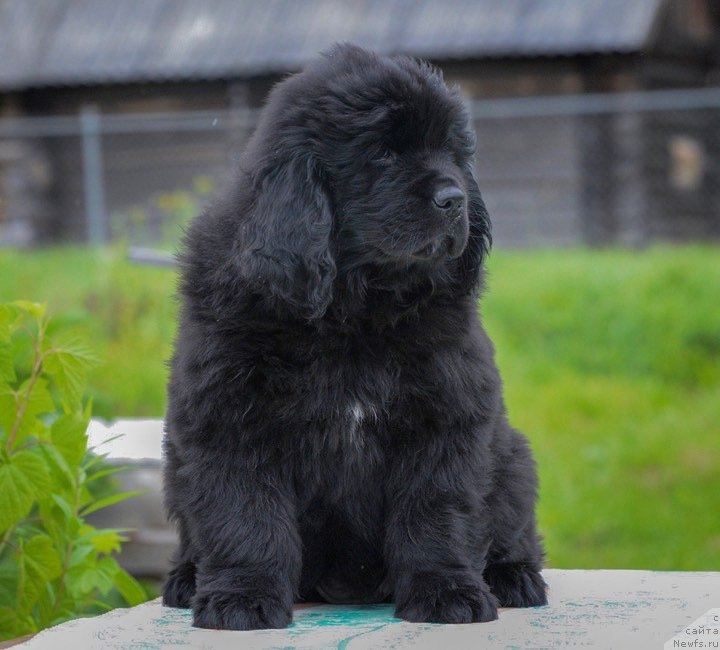 Фотография № 243896