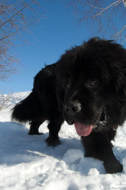 Фото: ньюфаундленд Супер Премиум Вашингтон