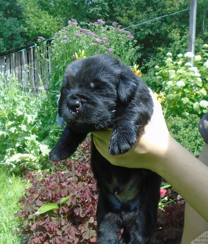 Фотография № 243906