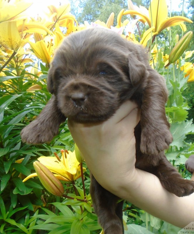 Фотография № 243907