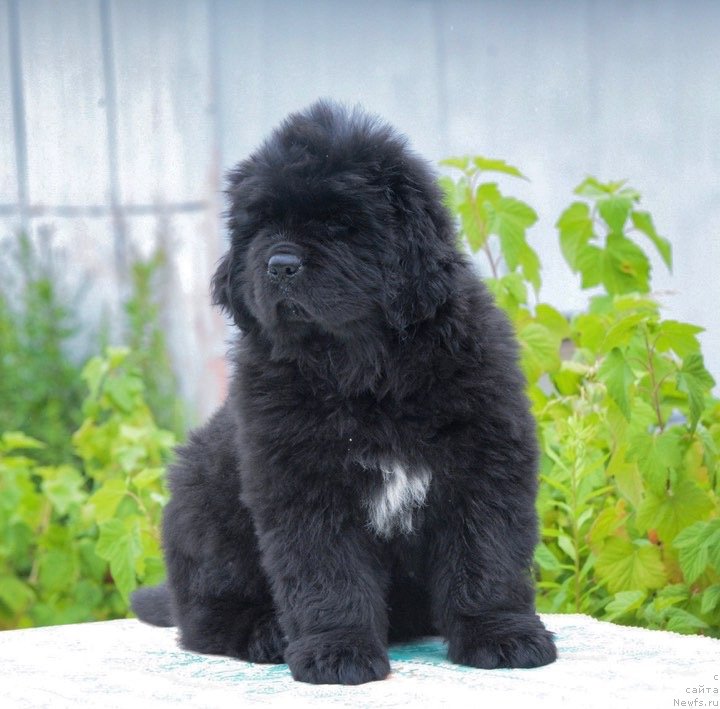 Фотография № 243909