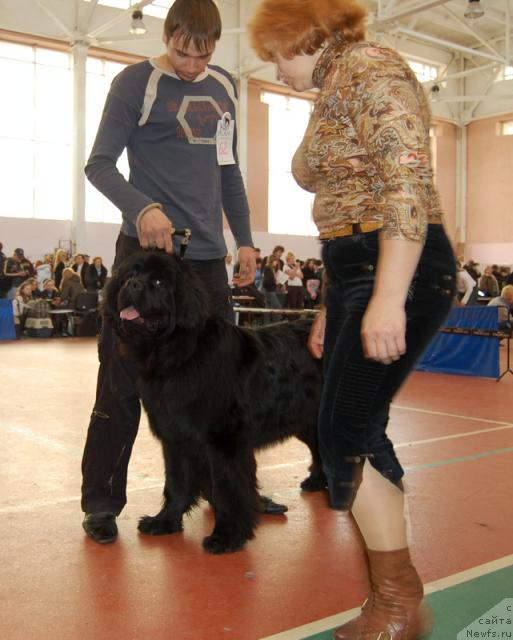 Фото: ньюфаундленд Супер Премиум Вашингтон, Максим Канунников