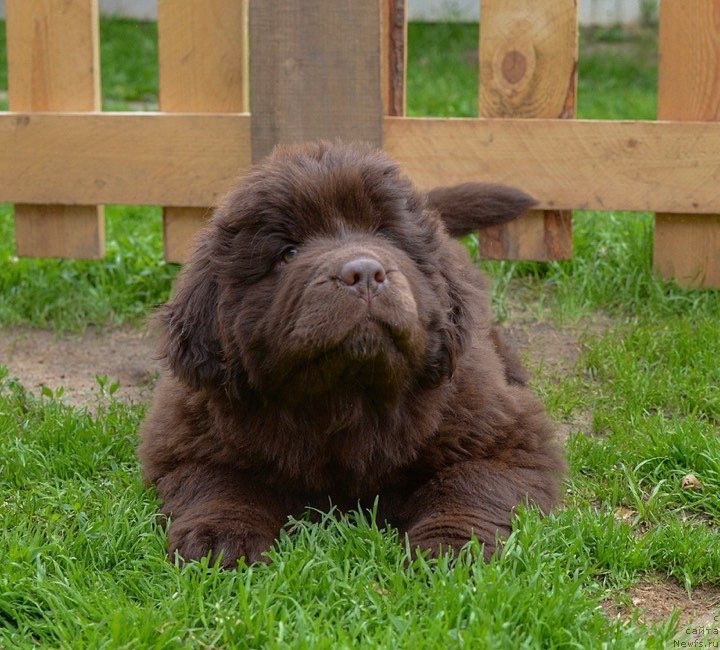 Фотография № 243910