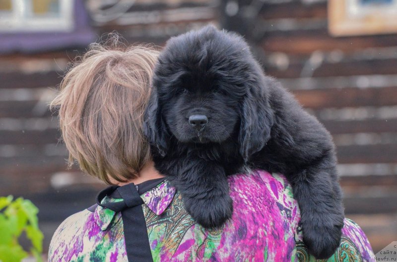 Фотография № 243912