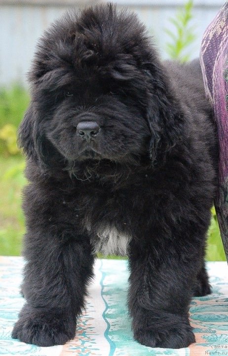 Фотография № 243913