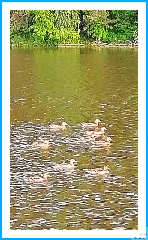 Фотография № 243916