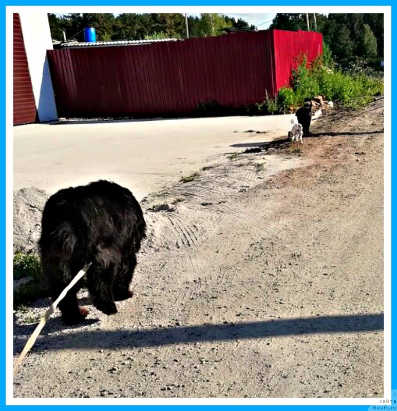 Фотография № 243918