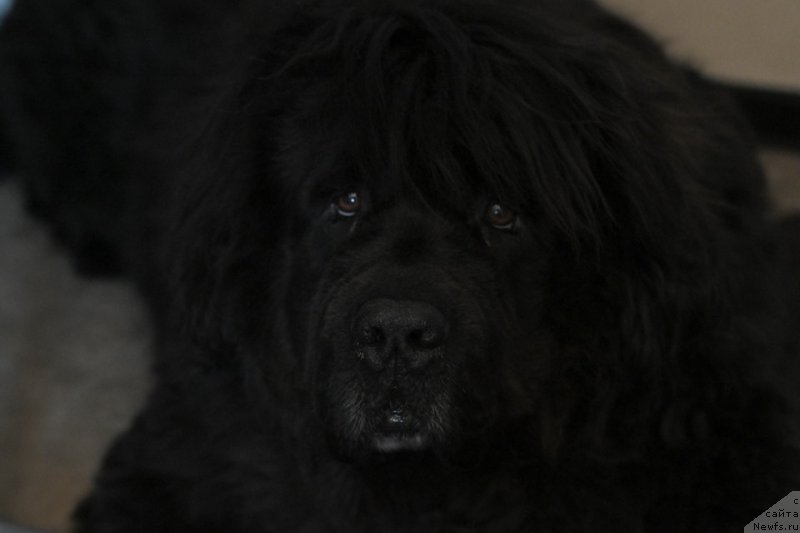 Фотография № 243919