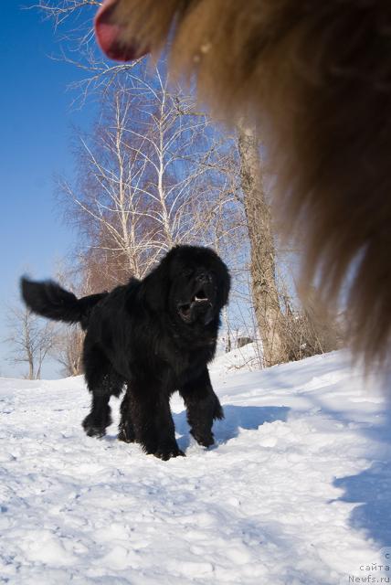 Фото: ньюфаундленд Супер Премиум Вашингтон