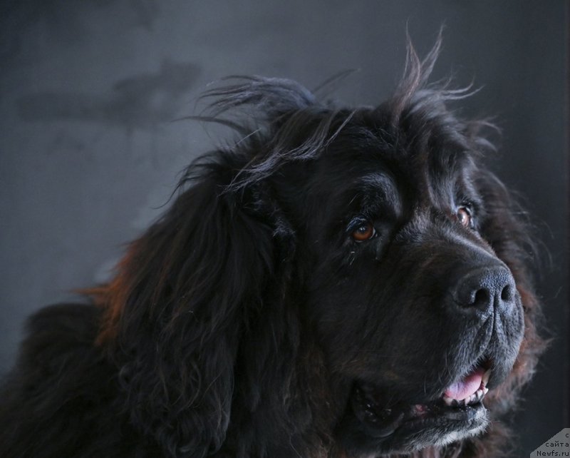 Фотография № 243921