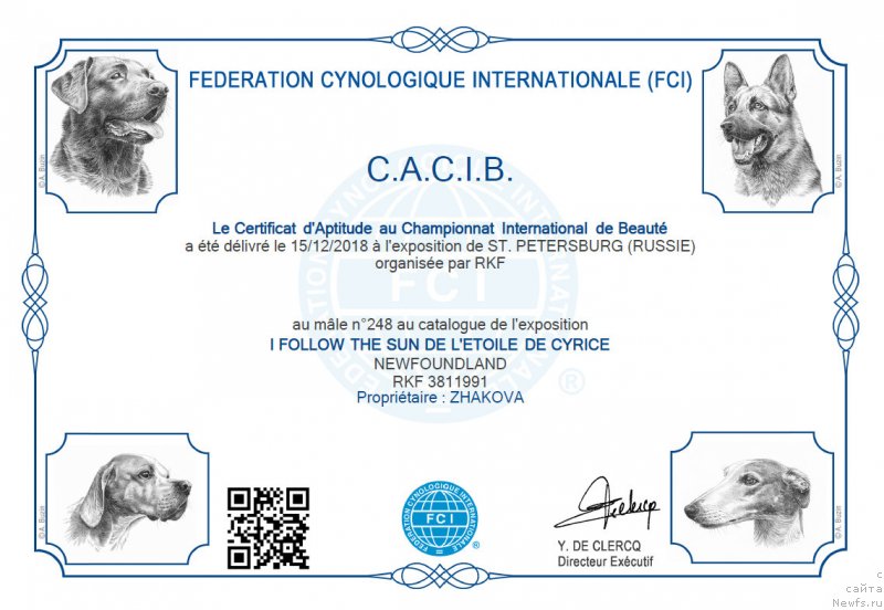 Фото: ньюфаундленд I Follow The Sun de L'Etoile de Cyrice