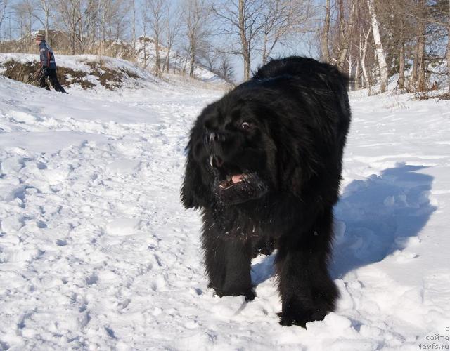 Фото: ньюфаундленд Супер Премиум Вашингтон