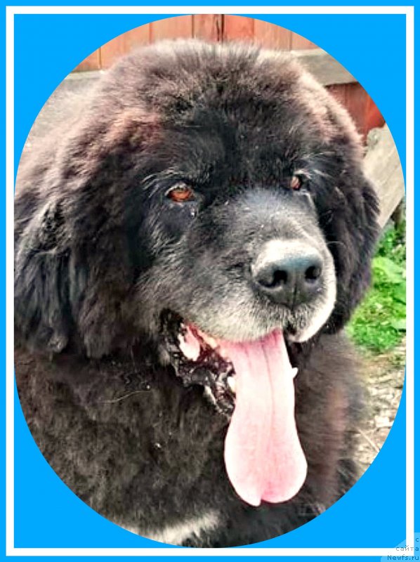 Фотография № 243934