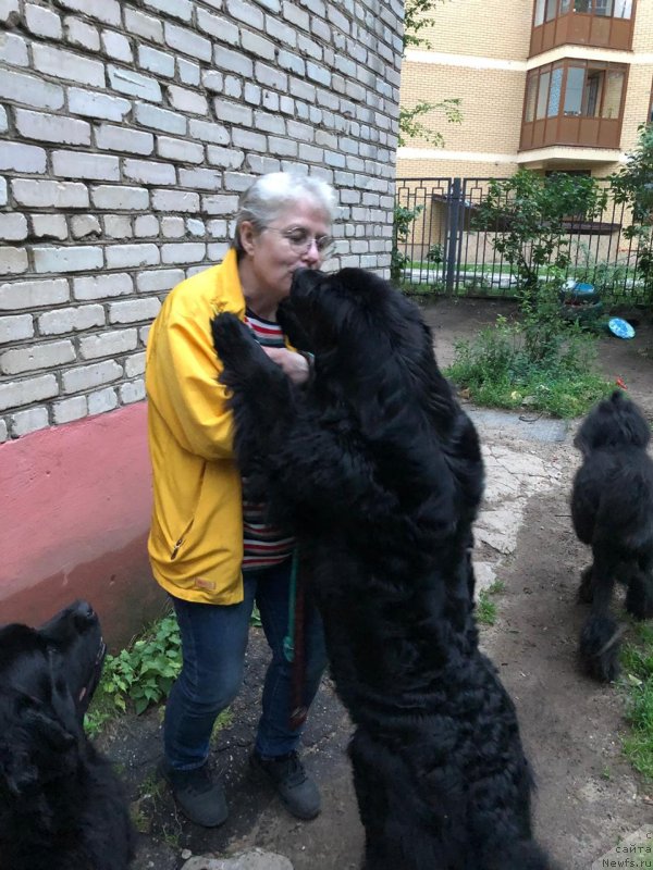Фото: ньюфаундленд Эволюция из Антаграда, Наталья Верина