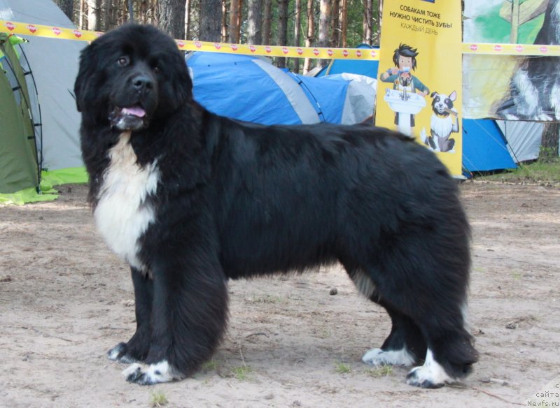 Фото: ньюфаундленд Аквиан Сонг Феличита (Akvian Song Felichita)