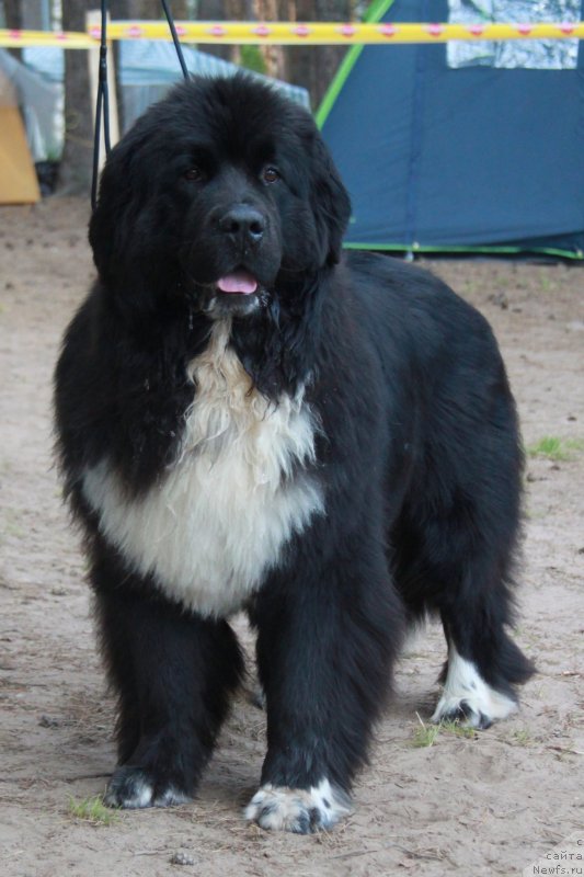 Фото: ньюфаундленд Аквиан Сонг Феличита (Akvian Song Felichita)