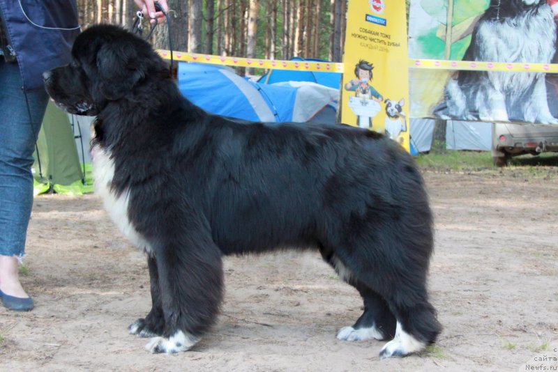 Фото: ньюфаундленд Аквиан Сонг Феличита (Akvian Song Felichita)