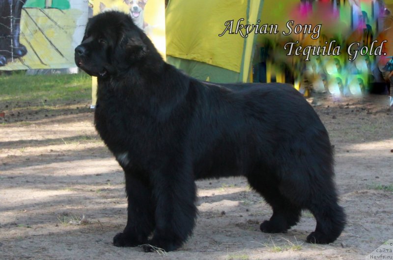 Фото: ньюфаундленд Аквиан Сонг Текила Голд (Akvian Song Tequila Gold)