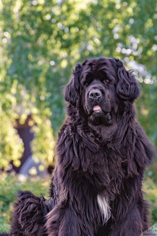 Фото: ньюфаундленд Плюшевая Панда Удивительная Кейт (Plushevaya Panda Udivitelnaja Kejt)
