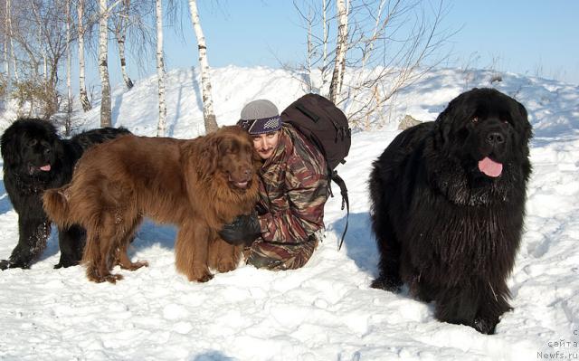 Фото: ньюфаундленд Супер Премиум Вашингтон, ньюфаундленд Лесная Сказка Изольда, Игорь Момот, ньюфаундленд Юган с Тоянова Городка (Ygan s Toyanova Gorodka)