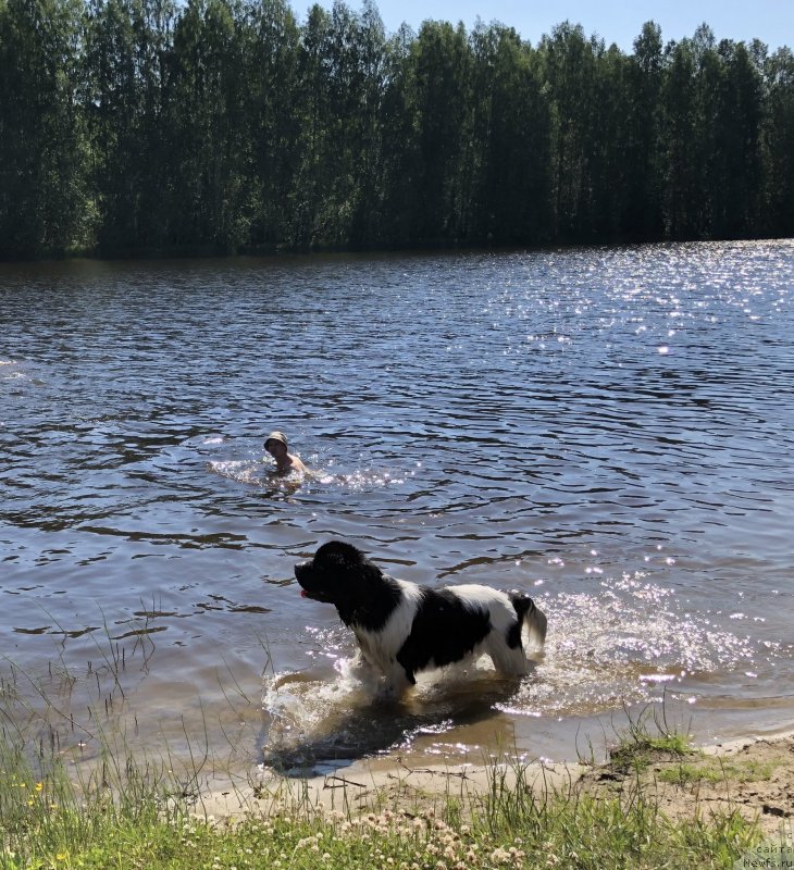 Фото: ньюфаундленд Адонис Ла Флёр, Илья Григоров