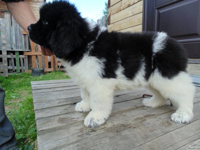 Фото: ньюфаундленд Иллулисат от Карельских Медведей