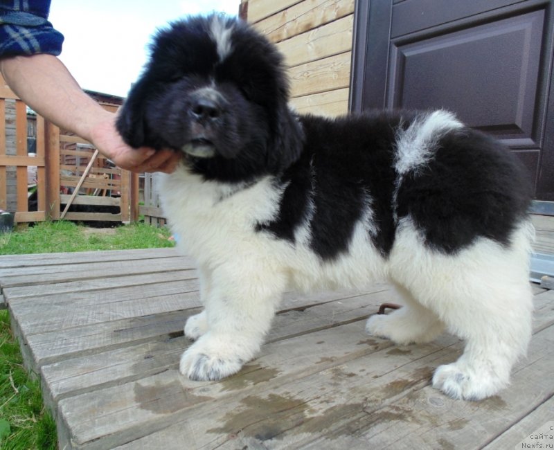 Фото: ньюфаундленд Иллулисат от Карельских Медведей