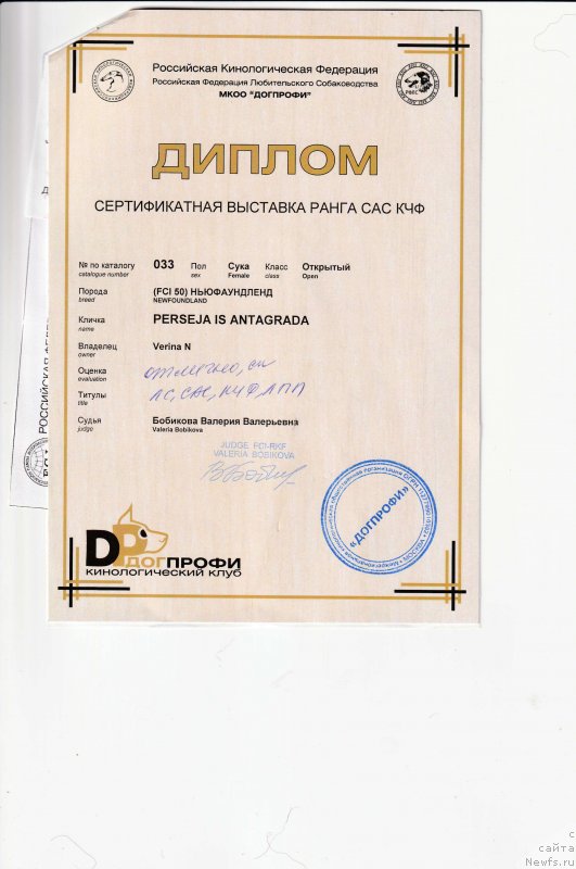 Фото: ньюфаундленд Персея из Антаграда (Perseja is Antagrada)