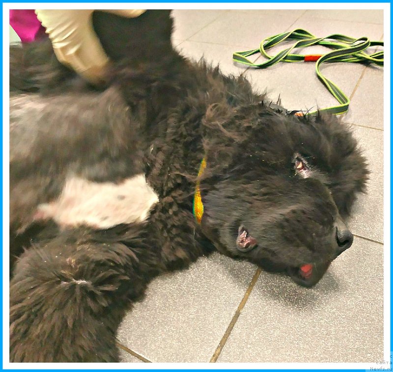 Фото: ньюфаундленд Плюшевая Панда Яр (Plushevaya Panda Yar)